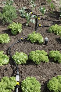 d4